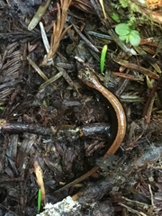 Plethodon elongatus