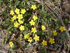 Potentilla incana