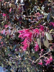 Loropetalum