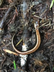 Plethodon elongatus