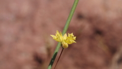 Eriogonum clavatum