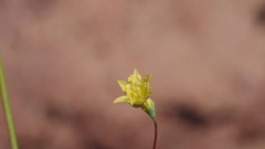 Eriogonum clavatum
