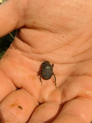 Gymnopleurus flagellatus