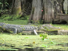 Alligator mississippiensis
