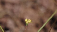 Eriogonum clavatum