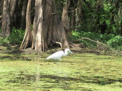 Egretta caerulea