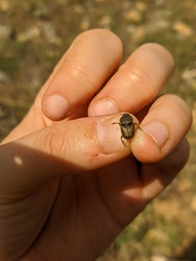 Euoniticellus fulvus