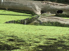 Alligator mississippiensis