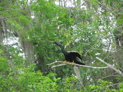 Anhinga anhinga