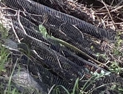 Lacerta trilineata major