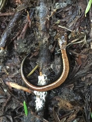 Plethodon elongatus