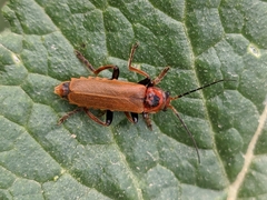 Cantharis coronata