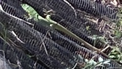 Lacerta trilineata major