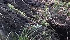 Lacerta trilineata major