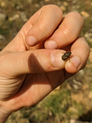 Euoniticellus fulvus