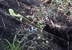 Lacerta trilineata major