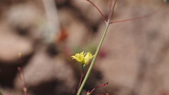 Eriogonum clavatum