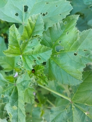 Podagrica fuscicornis