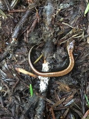 Plethodon elongatus