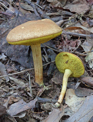 Xerocomus illudens