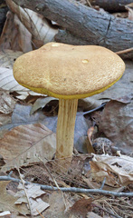 Xerocomus illudens