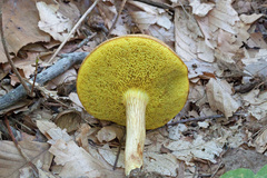 Xerocomus illudens