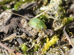 Cassida margaritacea