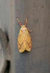 Barsine striata