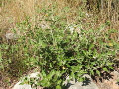 Mentzelia oligosperma