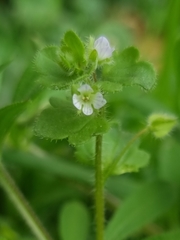 Veronica sublobata