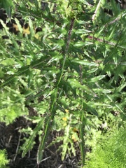 Cirsium nuttalii image