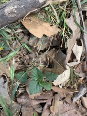 Rhynchosida physocalyx