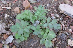 Chelidonium majus