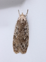 Semioscopis aurorella