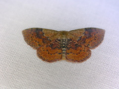 Leptostales ferruminaria