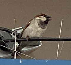 Passer domesticus