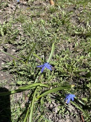 Scilla siberica