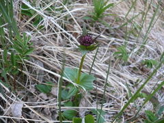 Valeriana capitata