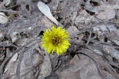 Tussilago farfara