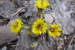 Tussilago farfara