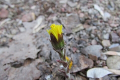 Tussilago farfara