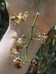 Trichocentrum natalieae