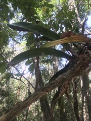 Trichocentrum natalieae