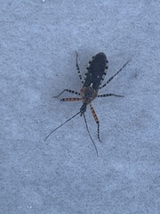 Cosmoclopius nigroannulatus