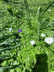 Anemonoides apennina