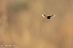 Copestylum mexicanum