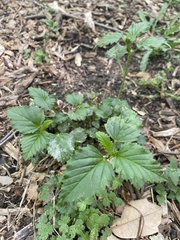 Rhynchosida physocalyx