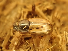 Chilothorax conspurcatus