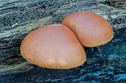 Gymnopilus (Photo 2 of 4)