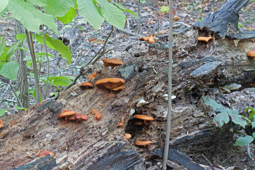 Gymnopilus (Photo 3 of 4)